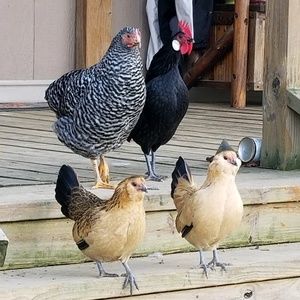 Meet your Posher, Kim